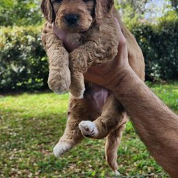 Goldendoodle Puppies from Evergrace Farm Doodles