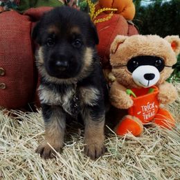German Shepherd Puppies from Semper Fi K-9