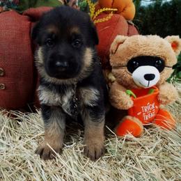 German Shepherd Puppies from Semper Fi K-9