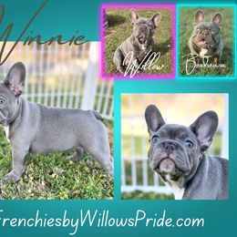 French Bulldog Puppies from Frenchies By Willows Pride