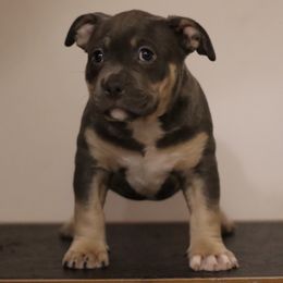 American Bully Puppies from Black Coal Bullies