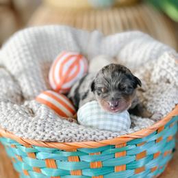 Australian Shepherd Puppies from Ember Aussies NJ/NY/PA