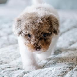 Whitman (Whit) - Merle male Schnoodle puppy in Grove, Oklahoma from Grand Lake Poodles & Doodles