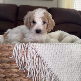 Cinnamon Dolce - Blenheim female Cavapoo puppy in Austin, Texas from Doodles of Central Texas