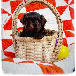 Havanese Puppies from Cloud 9 Havanese