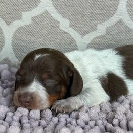 CKC Girl 3 - Piebald female Dachshund puppy in Joshua Tree, California from Desert Dreams Ranch