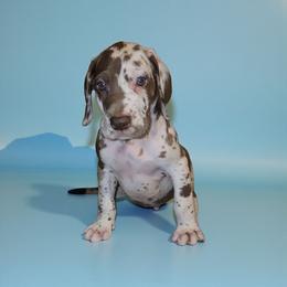 Lincoln - Harlequin male Great Dane puppy in Walker, Louisiana from La Rebel Danes