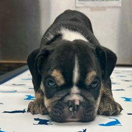 Fancy girl - Black tri-color female Bulldog puppy in Holdenville, Oklahoma from Bulldog Nation