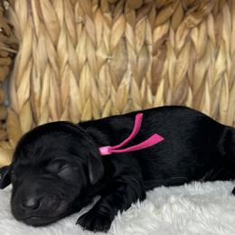 Hot pink - Black female Goldendoodle puppy in Cleveland, Georgia from The O.G. Doodles