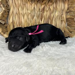 Hot pink - Black female Goldendoodle puppy in Cleveland, Georgia from The O.G. Doodles