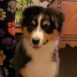 Ascher - Australian Shepherd