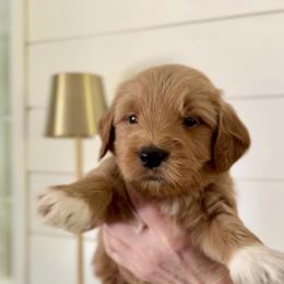 Goldendoodle Puppies from King Family Doodles