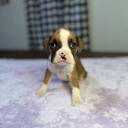Girl 4 - Fawn female Boxer puppy in Prestonsburg, Kentucky from Bre’s Boxers