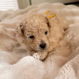 Lilly - Cream female Maltipoo puppy in El Dorado, Arkansas from Magnolia Mini Doodles