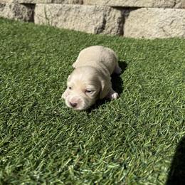 Cream male 1 - Cream male Dachshund puppy in San Diego, California from San Diego Dachshunds
