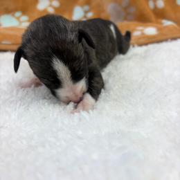 Bandit - White and fawn brindle male Whippet puppy in West Plains, Missouri from Sycamore Ridge Puppies
