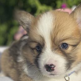 American Corgis and Pembroke Welsh Corgis from SoCal Native Corgis