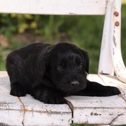 Parker - Black male Whoodle puppy in West Bend, Iowa from Blue Skies Terriers