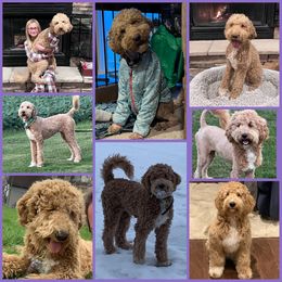 Goldendoodle All Grown Up from Faithfully Yours Doodles
