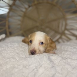 Muffin - Piebald male Dachshund puppy in Phoenix, Arizona from Lengthydog.co