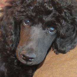 Poodle Puppies from Harmony Hill Standard Poodles
