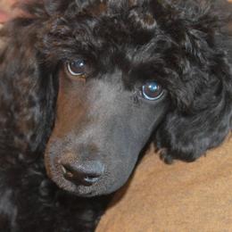 Poodle Puppies from Harmony Hill Standard Poodles
