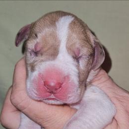 Chocolate Brindle Merle Mantle Female - Mantle merle female Great Dane puppy in Biscoe, North Carolina from Clouser's Bodacious Danes