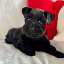 Artemisia - Black female Miniature Schnauzer puppy in Independence, Missouri from Crown Schnauzers KC