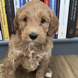 Girl 1 - Apricot female Goldendoodle puppy in Lapeer, Michigan from Doodle All Day