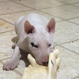 Bull Terrier puppies from Luxury Bulls