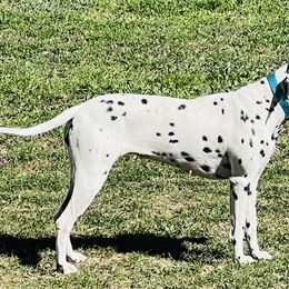 Diva - Dalmatian