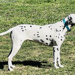 Diva - Dalmatian