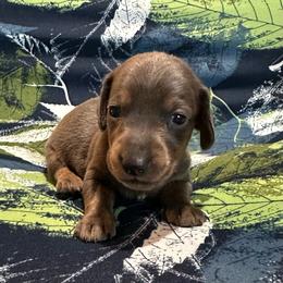 Blue Male - Gray (blue) and tan male Dachshund puppy in George West, Texas from Rockin M Kennel