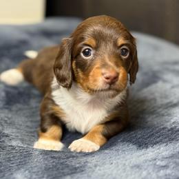 Liesel - Piebald female Dachshund puppy in Queen Creek, Arizona from Jolly Rogers Dachshunds
