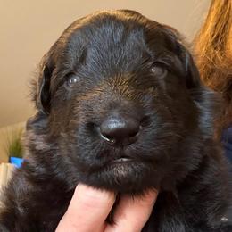 Boy 2 - Black male German Shepherd puppy in Valley Springs, South Dakota from Von Pasch German Shepherds