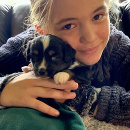 Miniature Australian Shepherd and Toy Australian Shepherd Puppies from Pawesome Lil Aussies