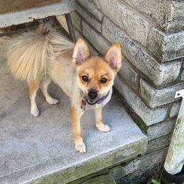 GIZMO - Pomeranian