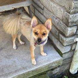 GIZMO - Pomeranian