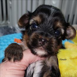 Finale - Black and tan male Yorkshire Terrier puppy in Ben Wheeler, Texas from Nana's Yorkie Crew
