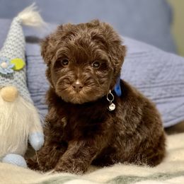 Chocolate male - Liver male Miniature Schnauzer puppy in Calhoun, Georgia from The BrickHouse Miniature Schnauzers