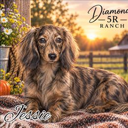 Jessie - Dachshund