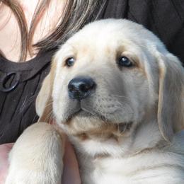 Labrador Retriever Puppies from Labrador Retriever Puppies