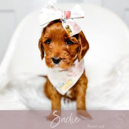 Fate - Red  female Goldendoodle puppy in Mahomet, Illinois from Jordan Family Doodles