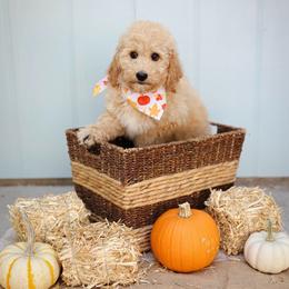 Everest - Red  male Goldendoodle puppy in Boise, Idaho from Goldendoodle Baby
