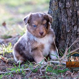 Miniature American Shepherd, Miniature Australian Shepherd, and Toy Australian Shepherd Puppies from Best Little Aussies