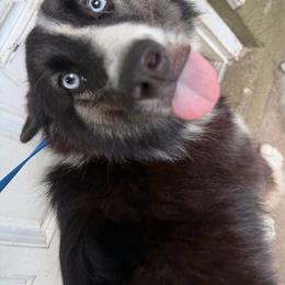 Illusion - Black and white female Yakutian Laika puppy in Ocala, Florida from For the Wise Siberian huskies and yakutian laikas