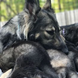 Shiloh Shepherd Puppies from Echo Shilohs