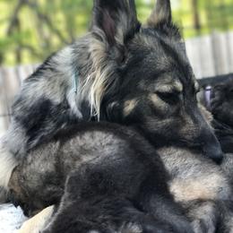 Shiloh Shepherd Puppies from Echo Shilohs
