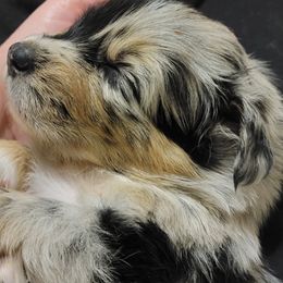 Australian Shepherd Puppies from Summit Australian Shepherds