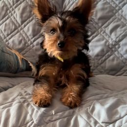 Yorkshire Terrier Puppies from Palolo Yorkies